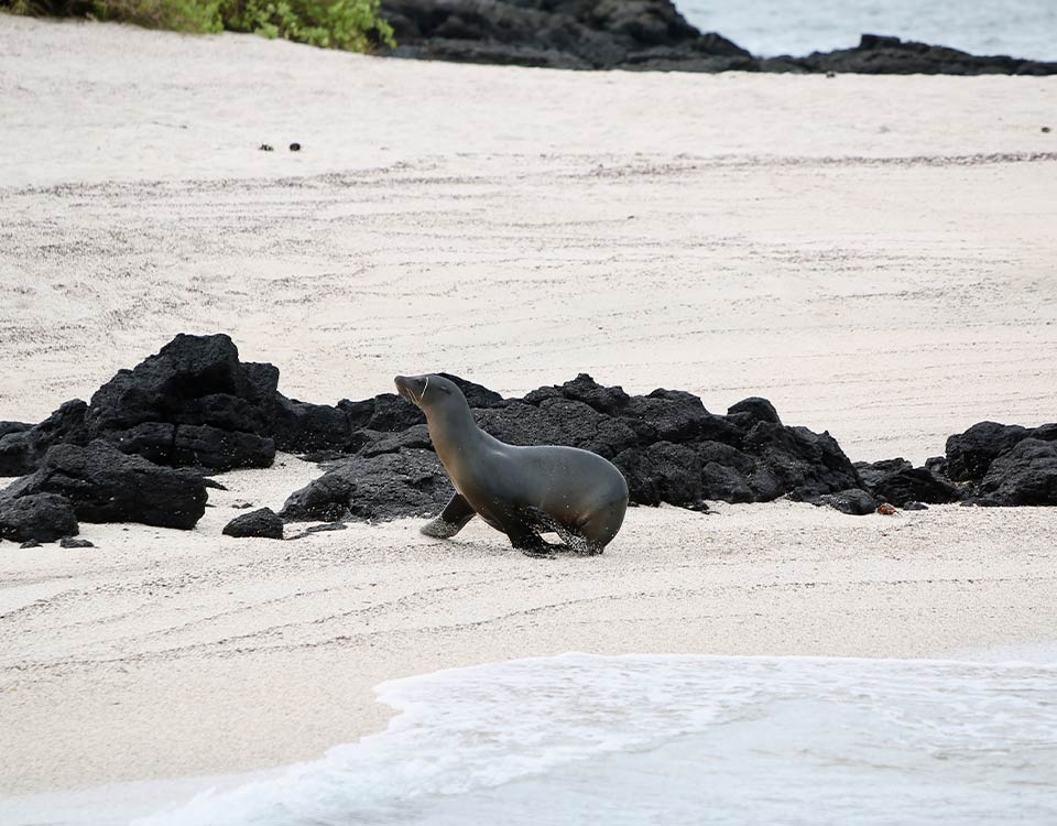 tour isla florena Islas Galapaagos