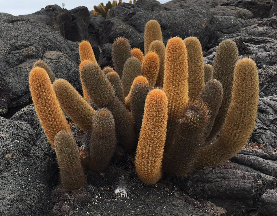 Tour Isla bartolome