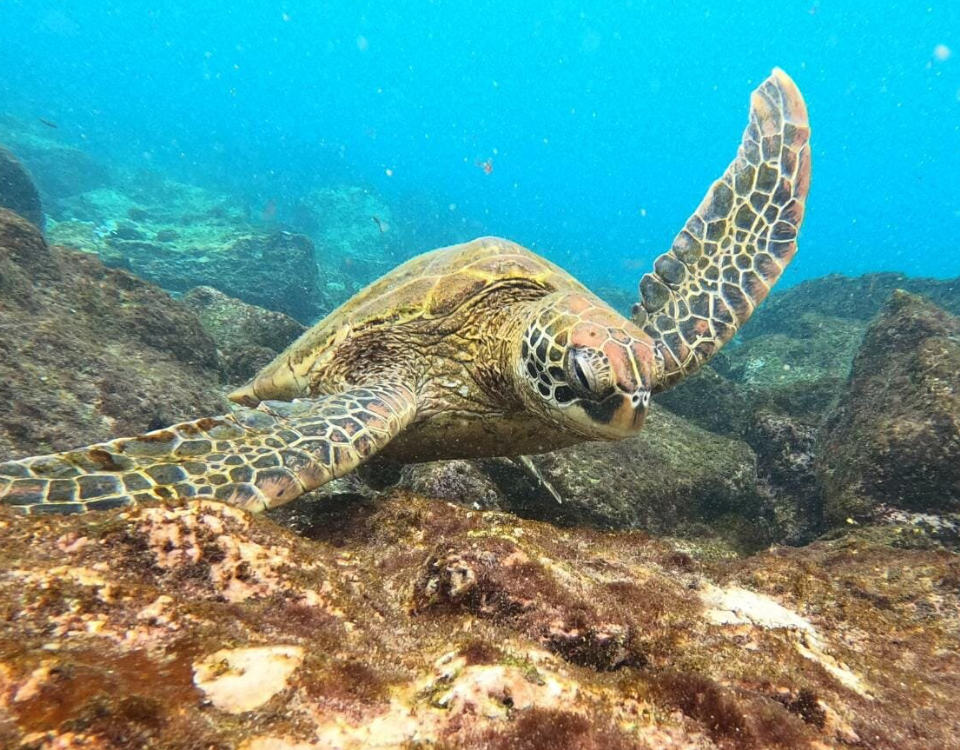 Tour 180º Isla Santa Cruz