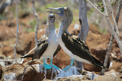 tour isla seymour norte Galapagos Island