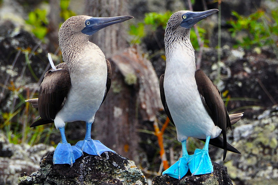 tour isla seymour norte Galapagos Island