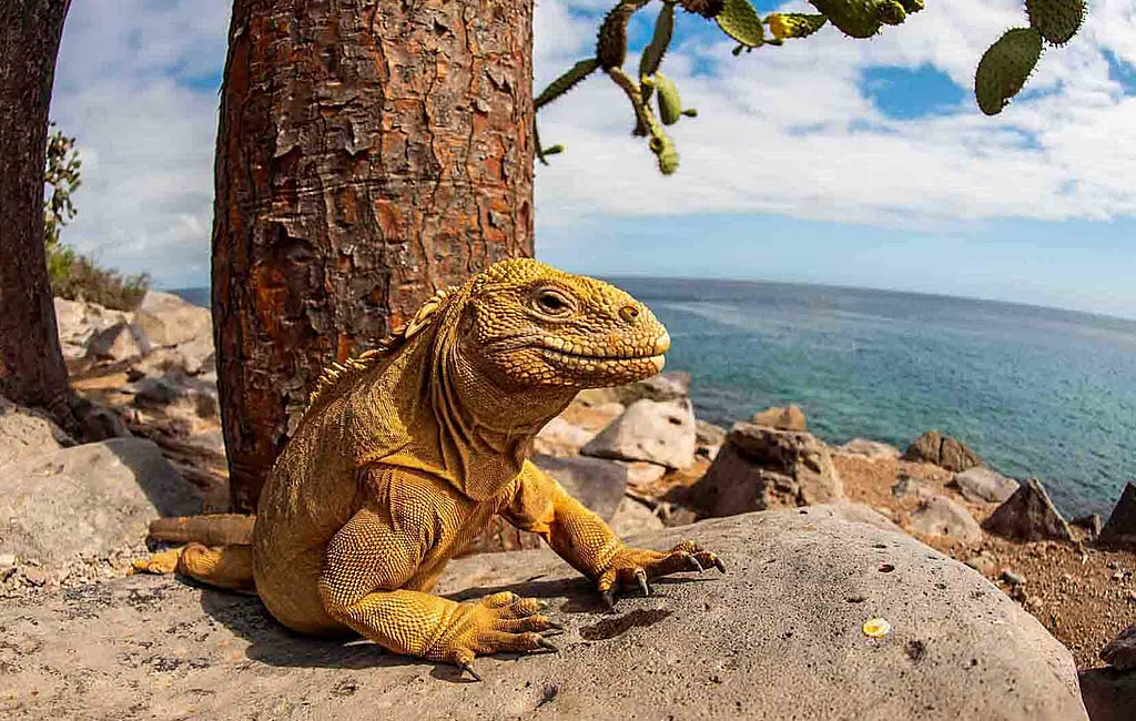 tour isla seymour norte Galapagos Island