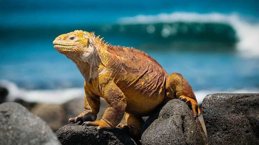 tour isla seymour norte Galapagos Island