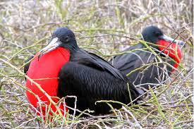 tour isla seymour norte Galapagos Island