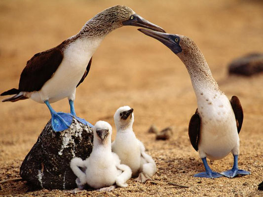 tour isla seymour norte Galapagos Island